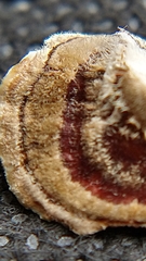 Trametes versicolor