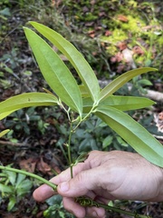 Smilax laurifolia
