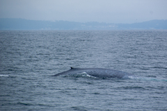 Balaenoptera musculus