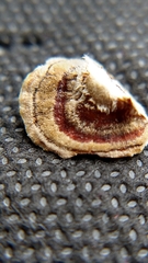 Trametes versicolor