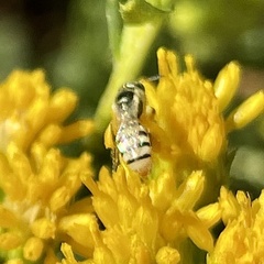 Perdita