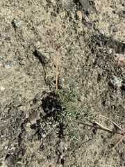 Lomatium cuspidatum