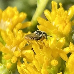 Perdita