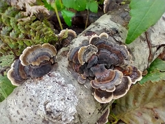 Trametes versicolor