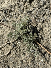 Lomatium cuspidatum