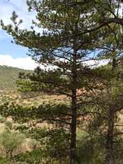 Pinus nigra