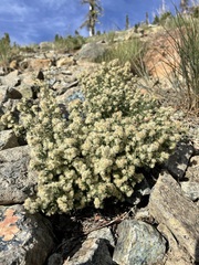 Galium serpenticum