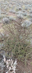 Salsola collina