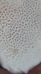 Trametes versicolor