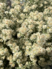 Galium serpenticum