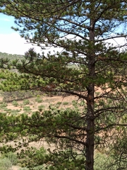 Pinus nigra