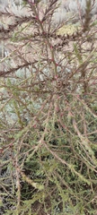 Salsola collina