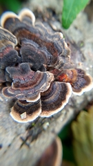 Trametes versicolor