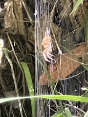 Araneus gemma