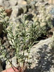 Galium serpenticum