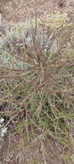 Salsola collina