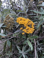 Llerasia hypoleuca
