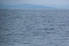 Balaenoptera musculus