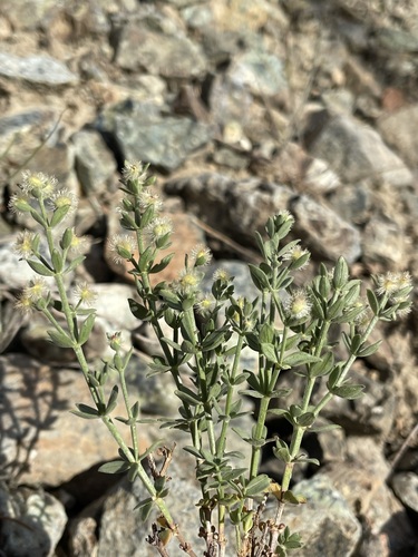 Image of Galium serpenticum by (c) Matt Berger, some rights reserved (CC BY)