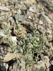 Galium serpenticum