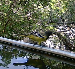 Icterus parisorum