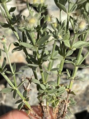 Galium serpenticum