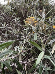 Llerasia hypoleuca