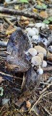Asterophora parasitica