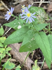 Symphyotrichum shortii