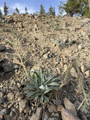 Oreocarya thompsonii