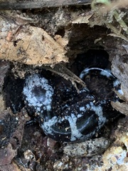 Ambystoma opacum