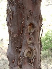 Cupressus arizonica
