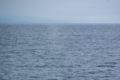 Balaenoptera musculus