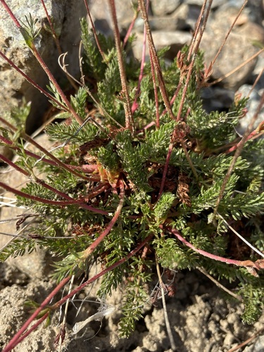 Image of Tweedy's Ivesia (Ivesia tweedyi) by (c) Matt Berger, some rights reserved (CC BY)