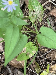 Symphyotrichum shortii