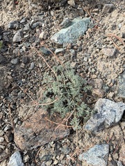 Lomatium cuspidatum
