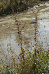 Scrophularia umbrosa