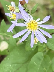 Symphyotrichum shortii