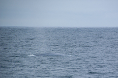 Balaenoptera musculus