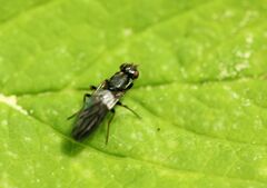 Chyliza leguminicola