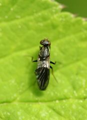 Chyliza leguminicola
