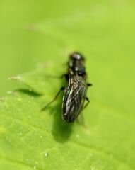 Chyliza leguminicola