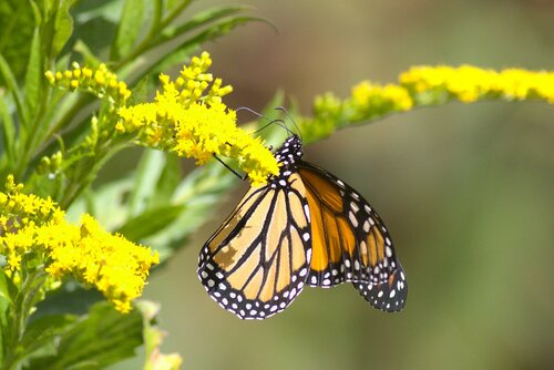 Monarch photographed in Connecticut