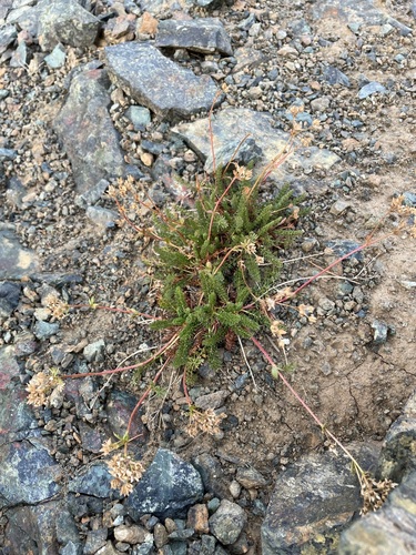 Image of Ivesia Tweedyi by (c) Matt Berger, some rights reserved (CC BY)