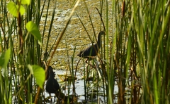Porphyrio poliocephalus