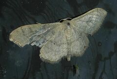 Idaea straminata