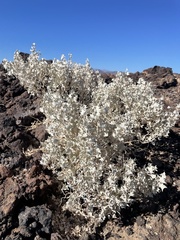 Atriplex hymenelytra