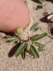 Euphorbia polygonifolia