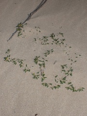 Euphorbia polygonifolia