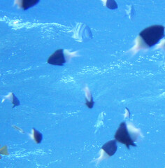 Pycnochromis dimidiatus